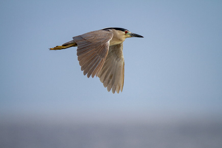 Black-crowned Night Heron Flying Against Blue Sky
