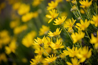 Close-up of bright yellow wildflowers in a green meadow