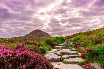 Stone Path Through Purple Heather Landscape with Mountain