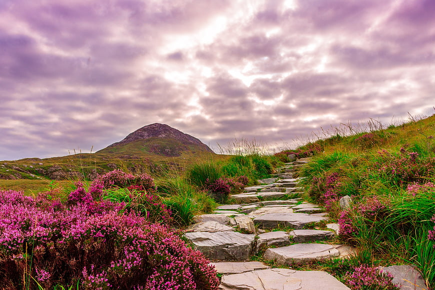 Stone Path Through Purple Heather Landscape with Mountain
