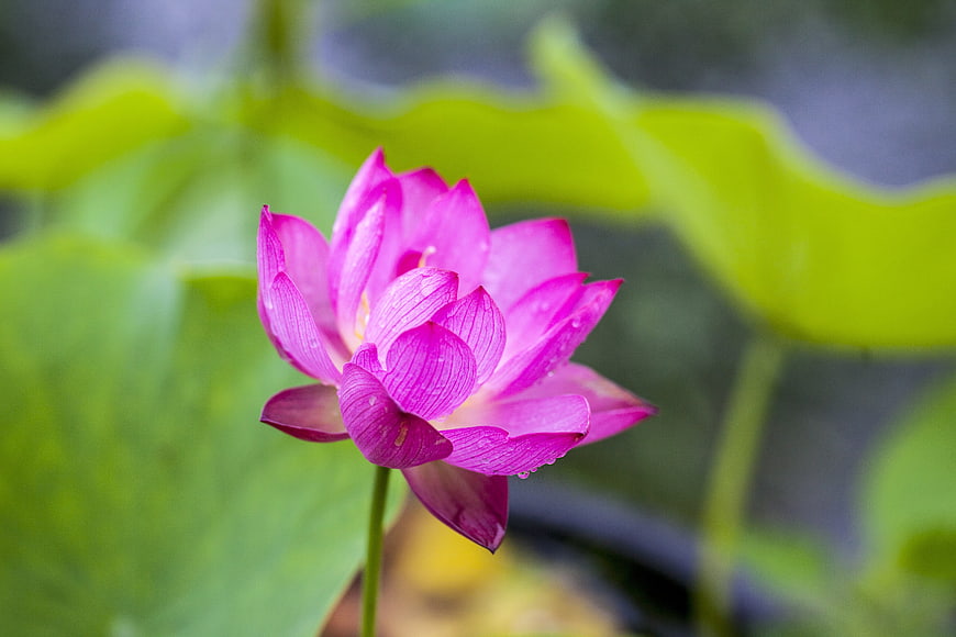 Pink Lotus Flower Close Up With Water Droplets