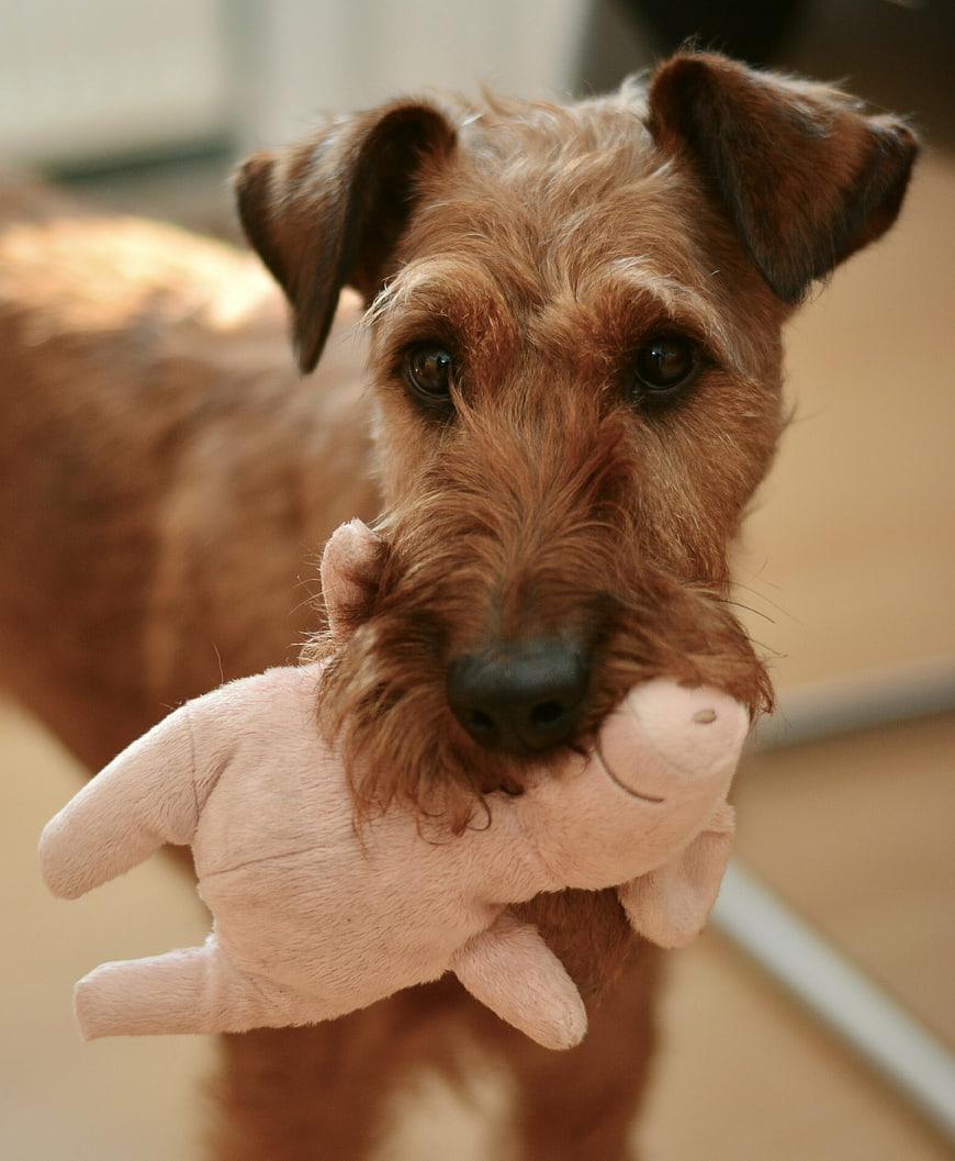 Irish Terrier Dog Holding Pink Stuffed Pig Toy