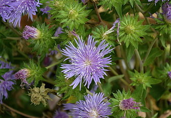 Close-up of purple cornflower with green buds