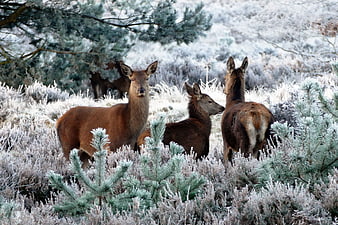 Red deer hinds in frosty winter heathland