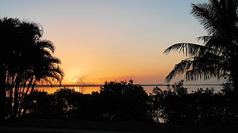 Silhouette of Palm Trees Against a Golden Sunset Over Water