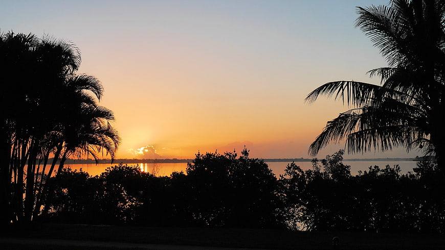Silhouette of Palm Trees Against a Golden Sunset Over Water