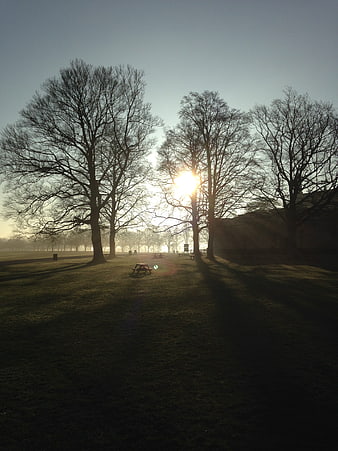 Sunlight filtering through bare trees in a misty park