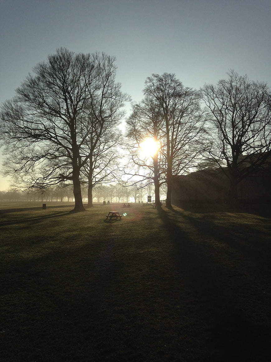 Sunlight filtering through bare trees in a misty park