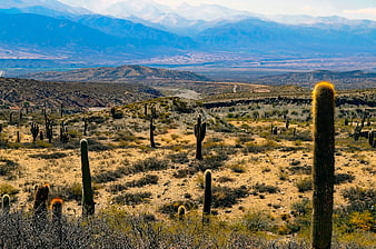Saguaro Cactus Desert Landscape with Distant Mountains