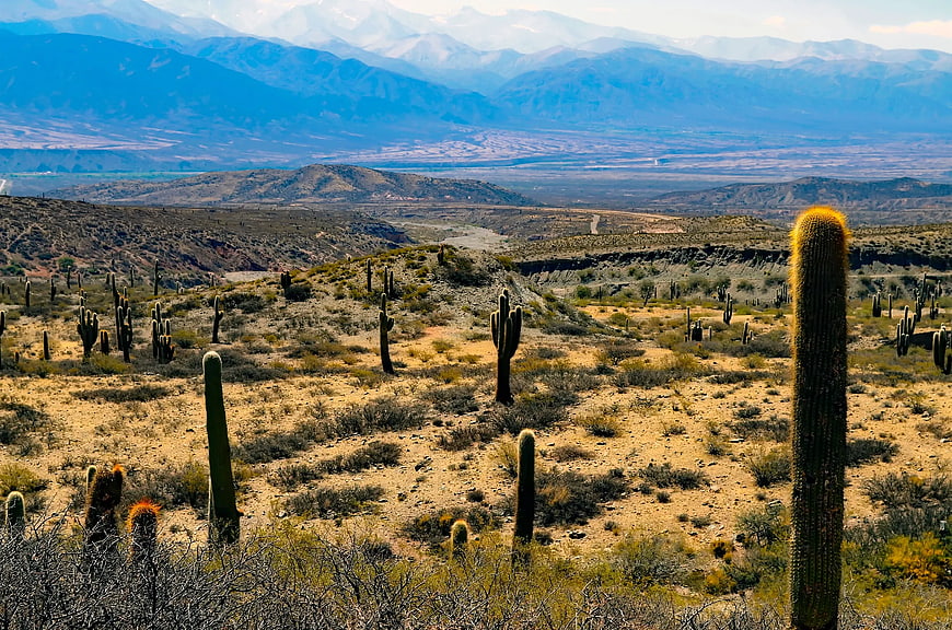 Saguaro Cactus Desert Landscape with Distant Mountains