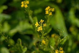 Close-up of yellow wildflowers with blurred green background