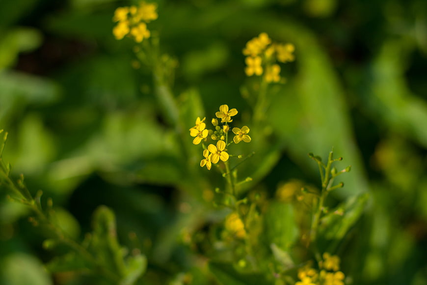 Close-up of yellow wildflowers with blurred green background