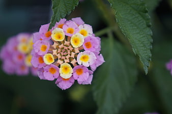 Close-up of colorful Lantana flower with pink and yellow petals
