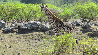 Giraffe standing in rocky savanna landscape with green bushes