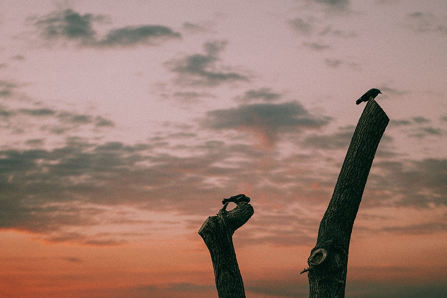 Silhouetted Birds on Dead Trees Against Pink Sunset Sky