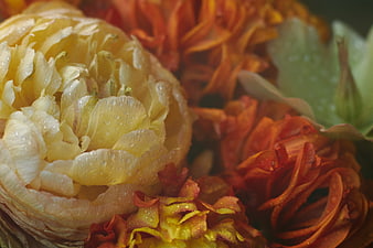 Close-up of yellow and orange ranunculus flowers with water droplets