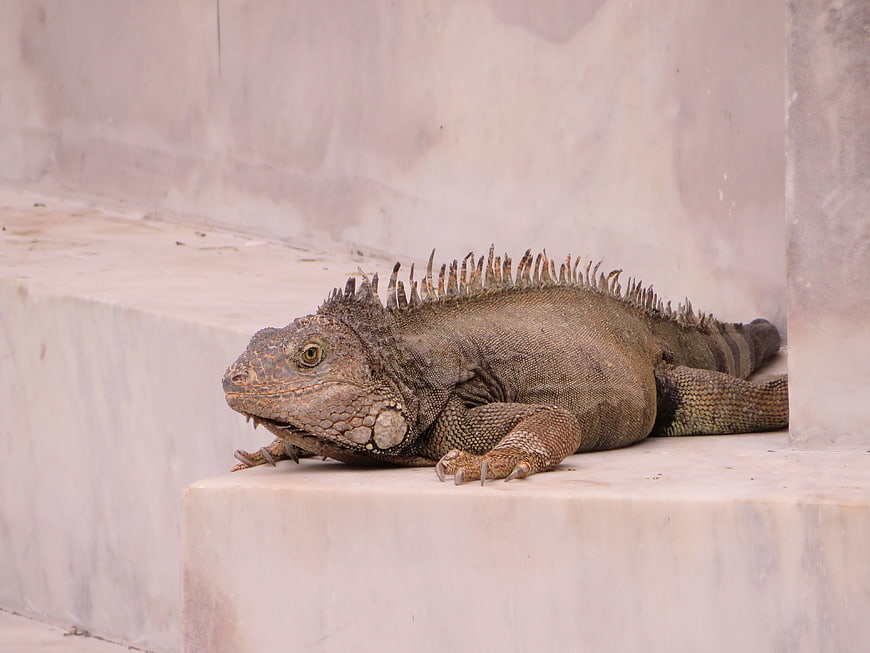 Green Iguana Resting on White Stone Steps