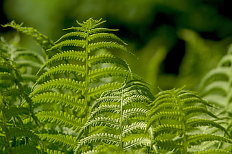 Close-up of vibrant green fern fronds in a forest