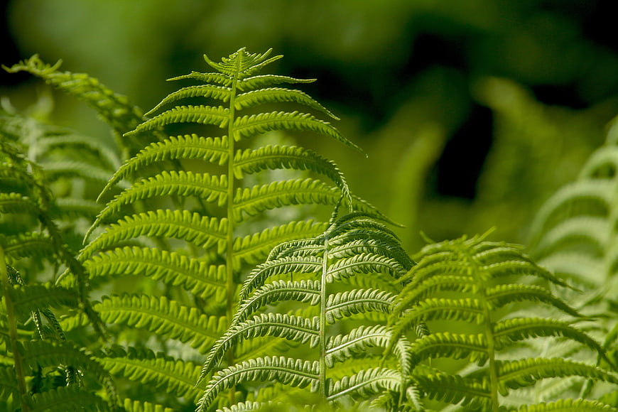 Close-up of vibrant green fern fronds in a forest