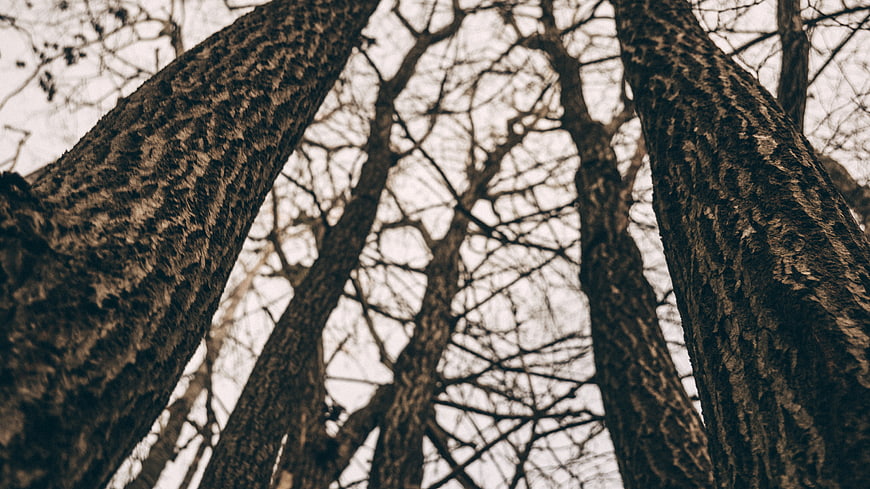 Low angle view of tall tree trunks in a winter forest