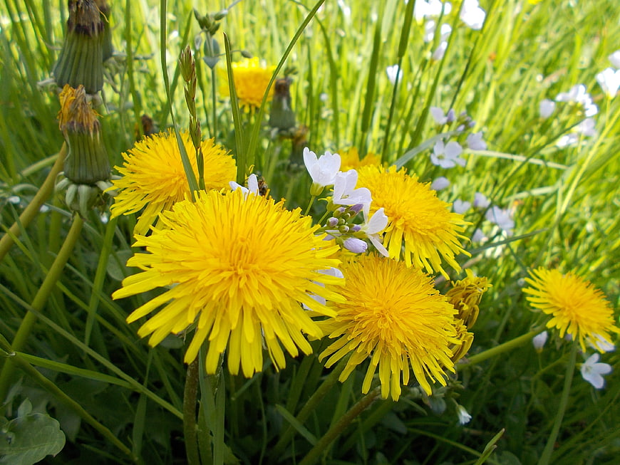 Close-up of yellow dandelions and white wildflowers in green grass