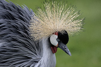 Close-up Portrait of a Grey Crowned Crane Bird