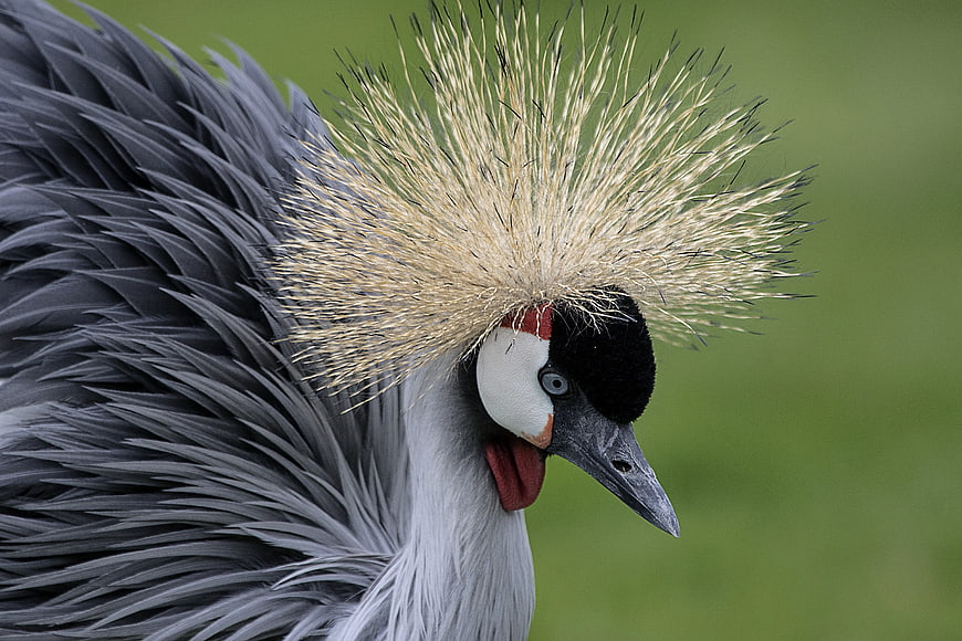 Close-up Portrait of a Grey Crowned Crane Bird