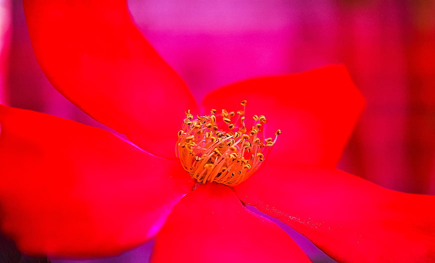 Vibrant Red Rose Close-Up with Yellow Stamen