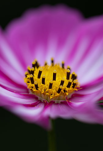 Close-up of a pink cosmos flower with yellow center