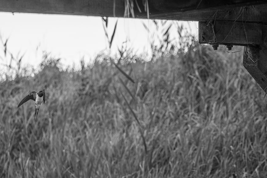 Black and white swallow flying under wooden structure