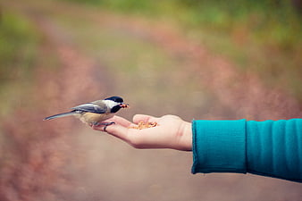 Black-capped Chickadee Eating from Hand in Nature