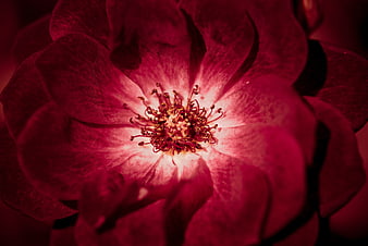 Close-up of a vibrant red rose with detailed stamen