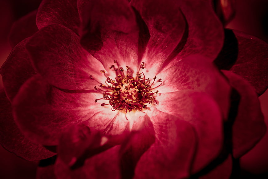 Close-up of a vibrant red rose with detailed stamen