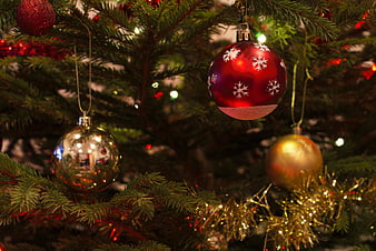 Close-up of red and gold Christmas ornaments on pine tree