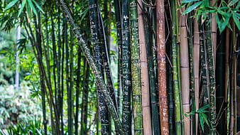 Close-up of bamboo stalks covered in carved graffiti