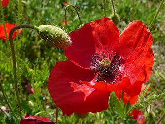 Vibrant Red Poppy Flower in Green Meadow