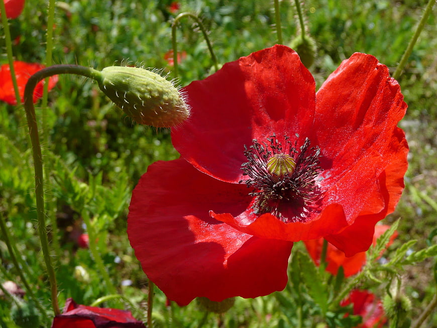 Vibrant Red Poppy Flower in Green Meadow