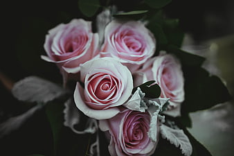 Close-up of pink roses with silver foliage