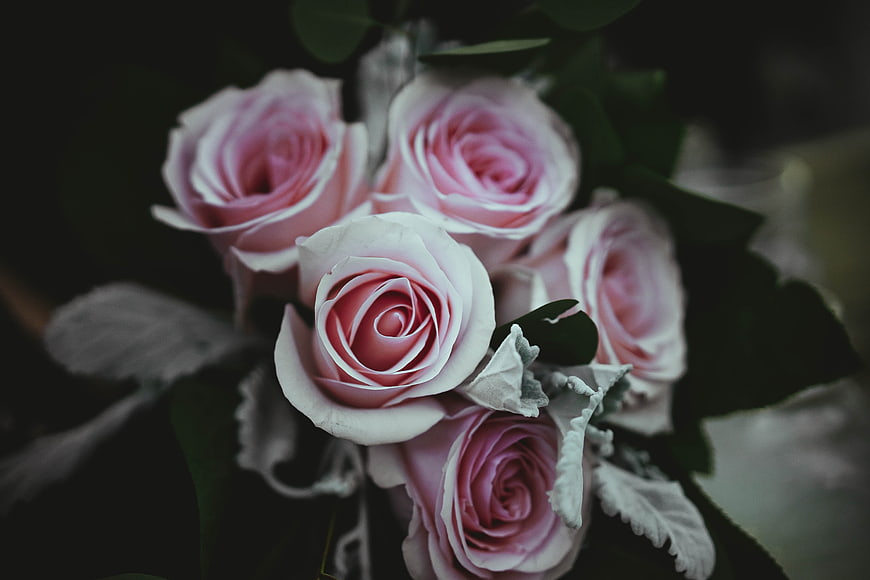 Close-up of pink roses with silver foliage