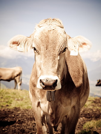 Close-up of a curious brown cow in an alpine pasture
