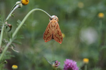 Orange Moth Hanging Upside Down on Flower Bud