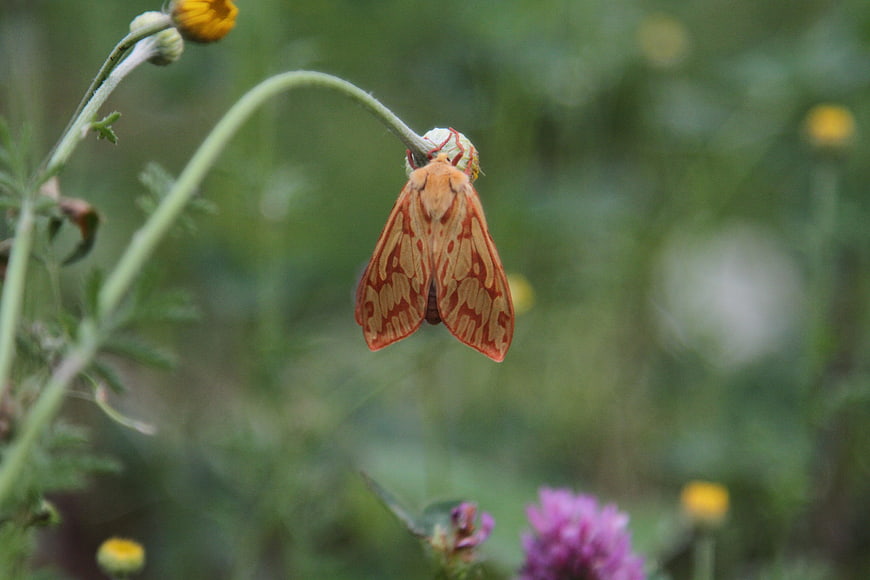 Orange Moth Hanging Upside Down on Flower Bud