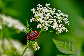 Red and Black Striped Bug on White Wildflower