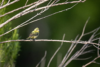 Small Yellow Bird Perched on a Branch in Nature