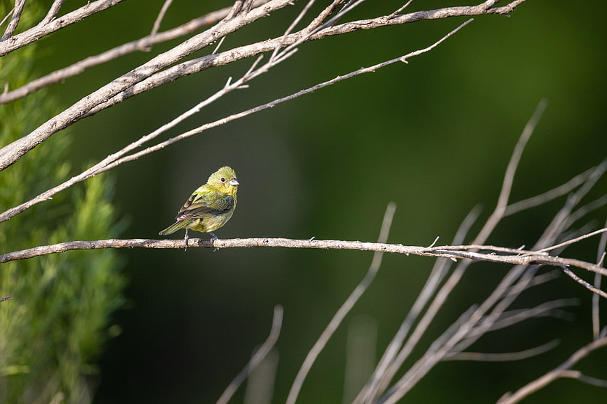 Small Yellow Bird Perched on a Branch in Nature