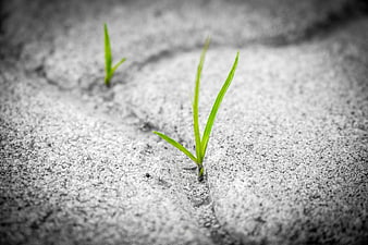 Green Grass Sprout Growing Through Cracked Concrete Pavement