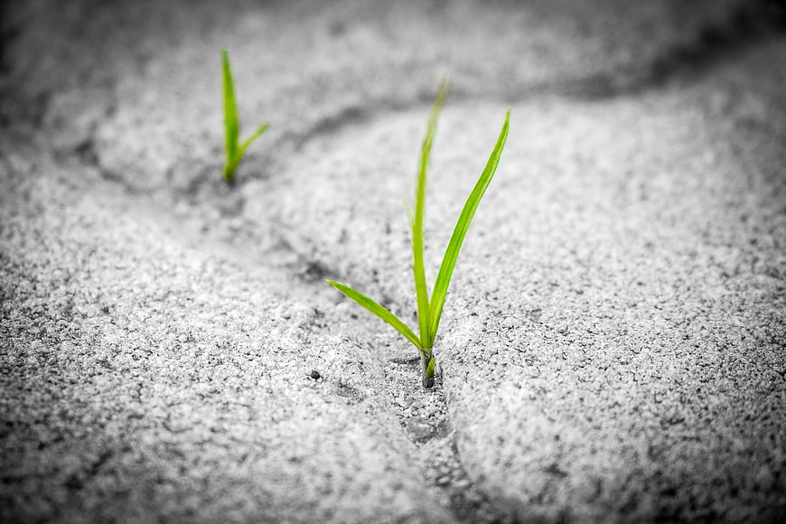 Green Grass Sprout Growing Through Cracked Concrete Pavement