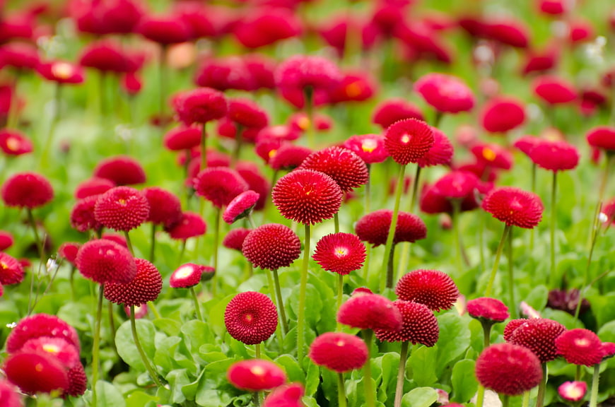 Vibrant Red Strawflower Field in Spring Bloom