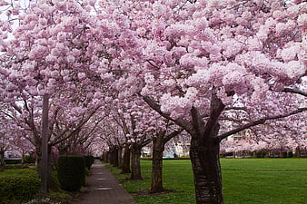 Path lined with blooming pink cherry blossom trees in a park