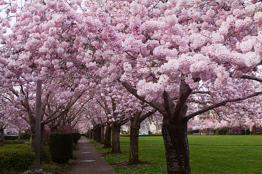 Path lined with blooming pink cherry blossom trees in a park